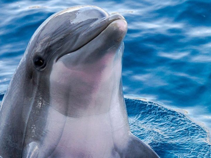 ¿Los delfines son carnívoros? ¿Qué comen?